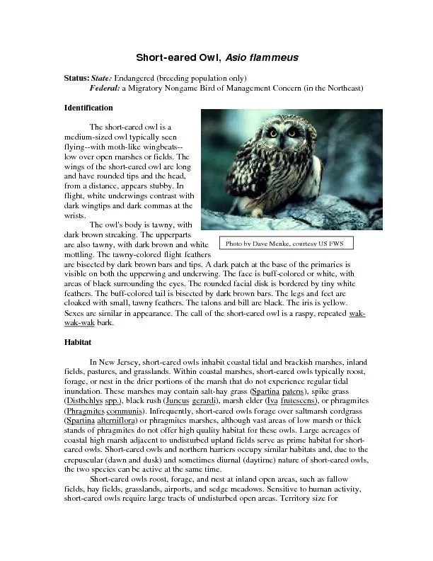 Short-eared Owl, Asio flammeusStatus:  Endangered (breeding population