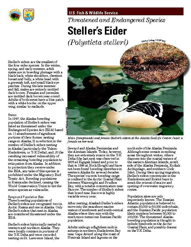Steller’s eiders are the smallest of the four eider species. In t
