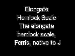 Elongate Hemlock Scale The elongate hemlock scale, Ferris, native to J
