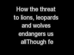 How the threat to lions, leopards and wolves endangers us allThough fe