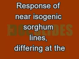 Response of near isogenic sorghum lines, differing at the