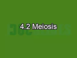 4.2 Meiosis