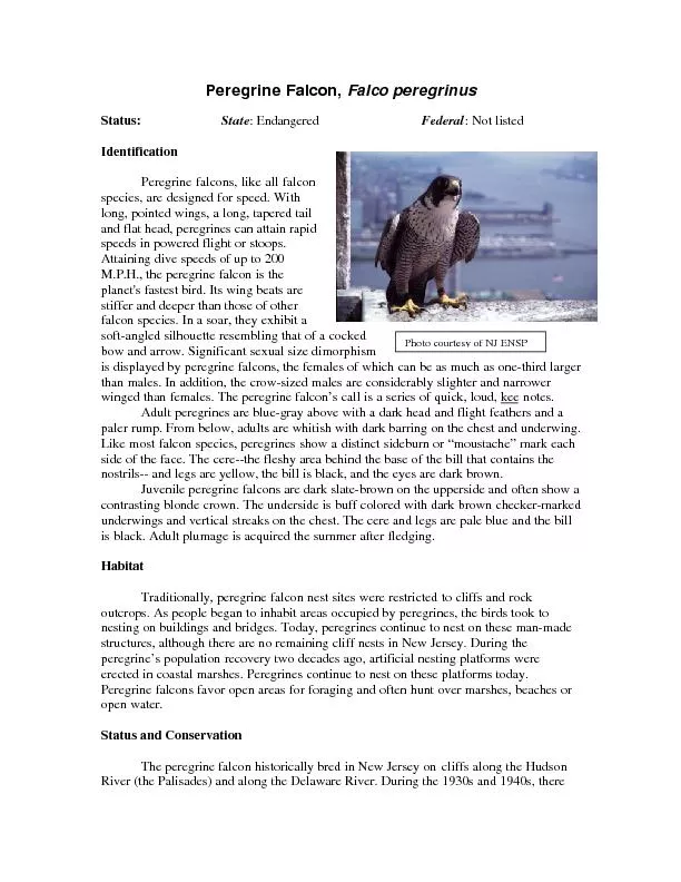 Peregrine Falcon, Falco peregrinusStatus:: EndangeredFederal: Not list