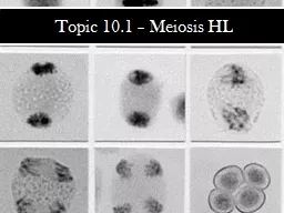 Topic 10.1 – Meiosis HL