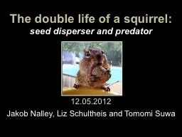 The double life of a squirrel: