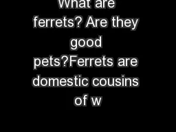 What are ferrets? Are they good pets?Ferrets are domestic cousins of w