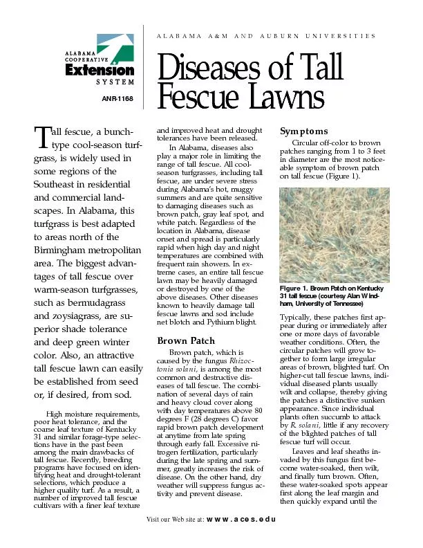 Diseases of Tall Fescue Lawnspatch are most likely to sufferare favora
