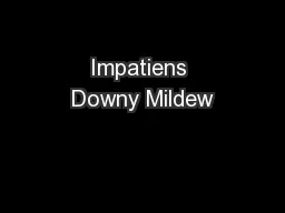 Impatiens Downy Mildew