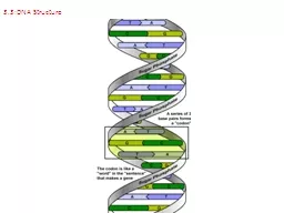 3.3:DNA Structure