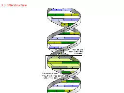 3.3:DNA Structure