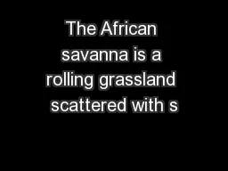 The African savanna is a rolling grassland scattered with s