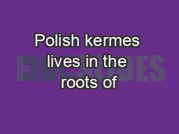 Polish kermes lives in the roots of