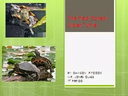 The Red Eared Slider Turtle