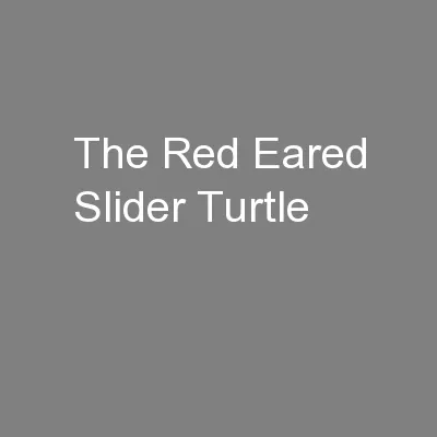 The Red Eared Slider Turtle