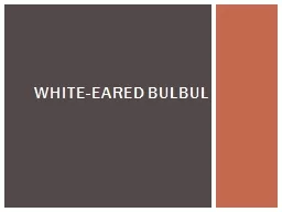 White-eared Bulbul