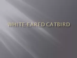 White-eared Catbird