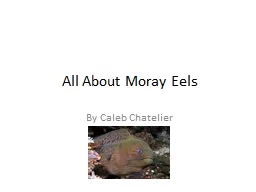 All About Moray Eels