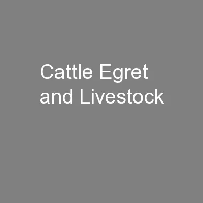 Cattle Egret and Livestock