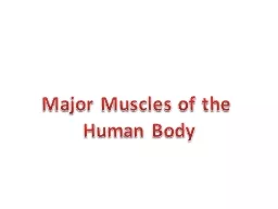 Major Muscles of the