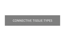 CONNECTIVE TISSUE TYPES