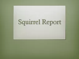 Squirrel Report
