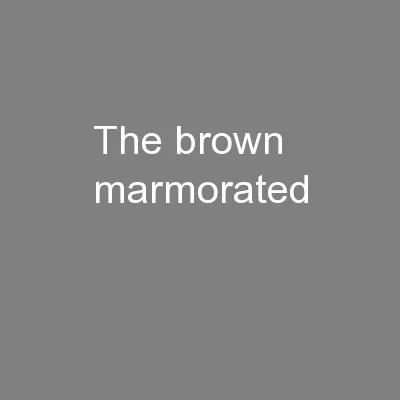 The brown marmorated