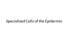 Specialized Cells of the Epidermis
