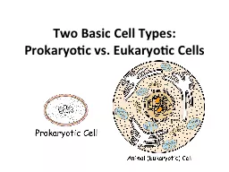 Two Basic Cell Types: