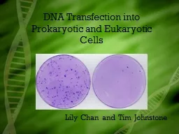DNA Transfection into Prokaryotic and Eukaryotic Cells