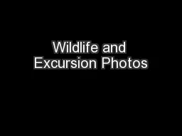 Wildlife and Excursion Photos