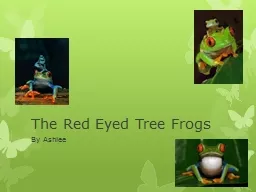The Red Eyed Tree Frogs