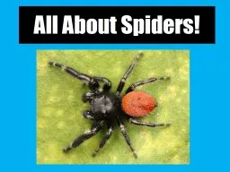 All About Spiders!