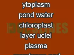 acuole ytoplasm pond water chloroplast layer uclei plasma membrane nod
