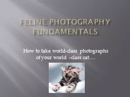 Feline Photography