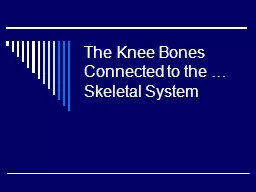 The Knee Bones Connected to the … Skeletal System