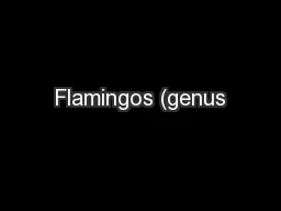 Flamingos (genus