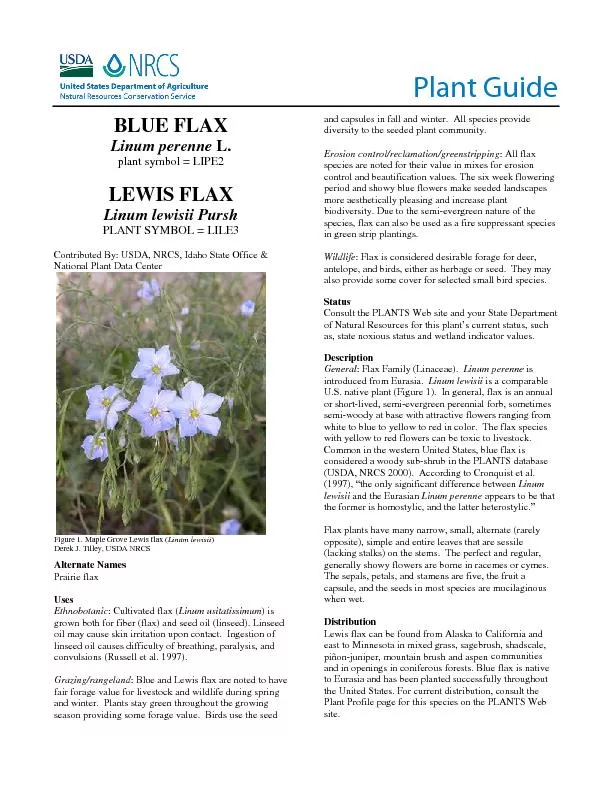 BLUE FLAXLinum perenneplant symbol = LIPE2LEWIS FLAXLinum lewisii Purs