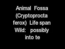 Animal  Fossa (Cryptoprocta ferox)  Life span Wild:   possibly into te