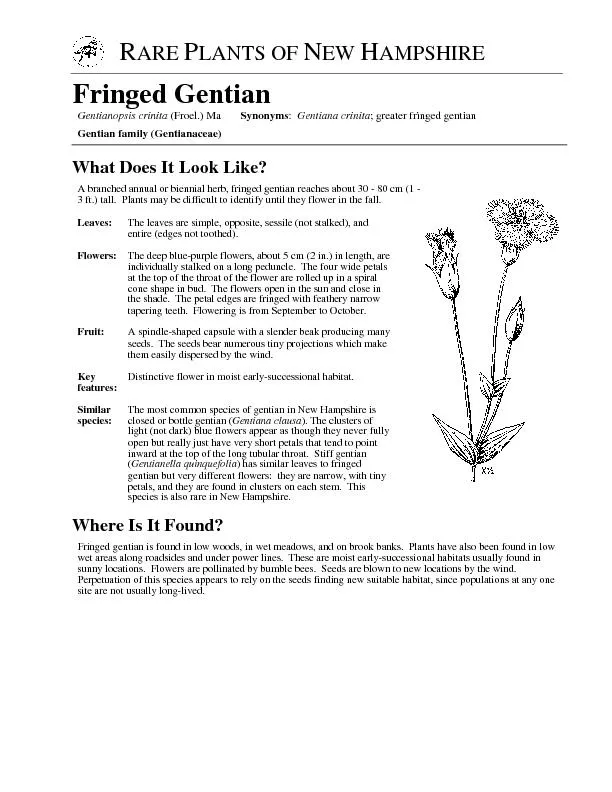 Gentianopsis