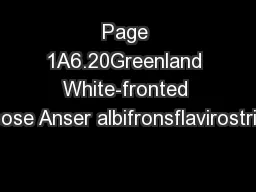 Page 1A6.20Greenland White-fronted Goose Anser albifronsflavirostris1.