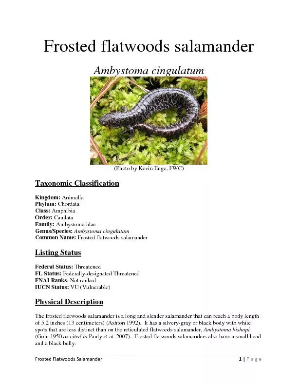 Frosted Flatwoods SalamanderPage