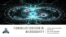 fibroblast