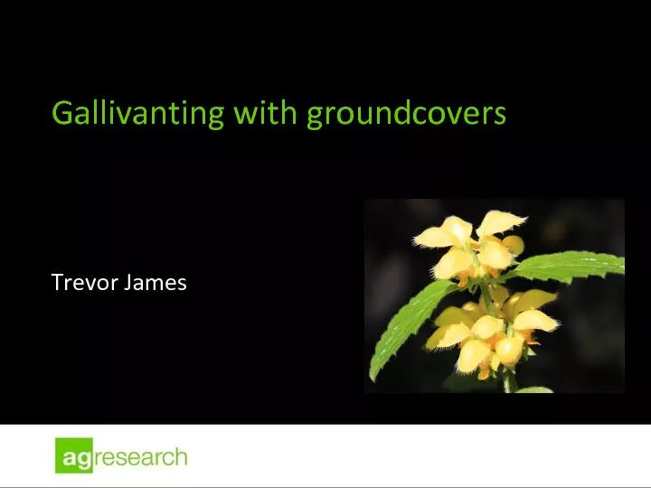 Gallivanting with groundcovers