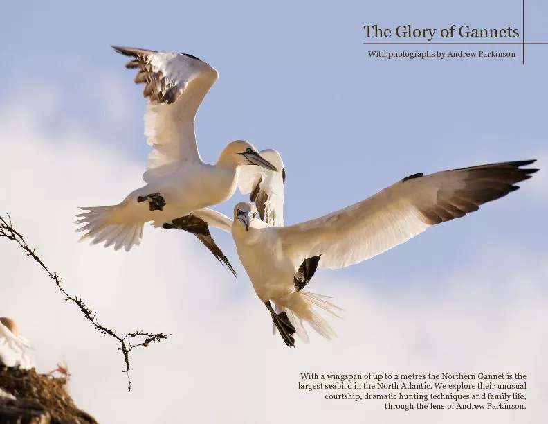 The Glory of Gannets