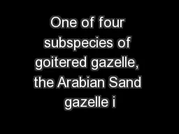One of four subspecies of goitered gazelle, the Arabian Sand gazelle i