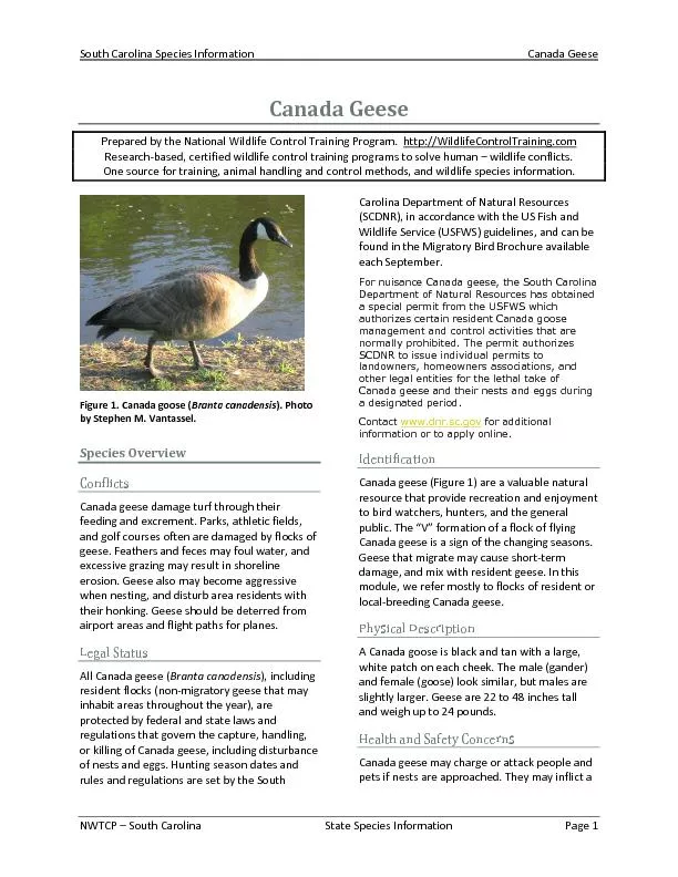 South Carolina Species InformationCanada Geese