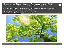 Sycamore Tree Health, Dispersal, and Soil Composition in Qu