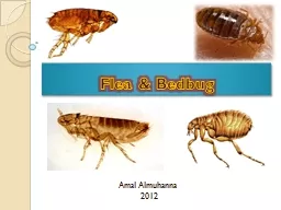 Flea & Bedbug