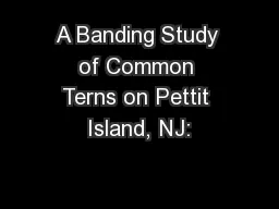 A Banding Study of Common Terns on Pettit Island, NJ: