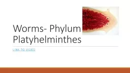 Worms- Phylum Platyhelminthes